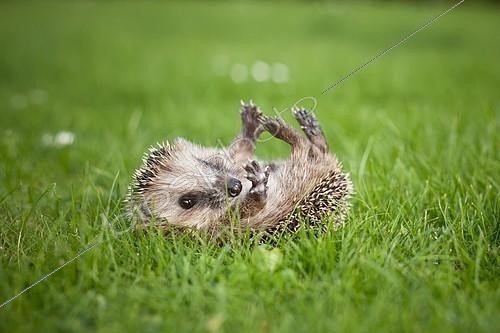 Biosphoto | 2089621 | Young hedgehog (Erinaceus europaeus) lying on its back on a meadow | &copy; Carina Maiwald / imageBROKER / Biosphoto