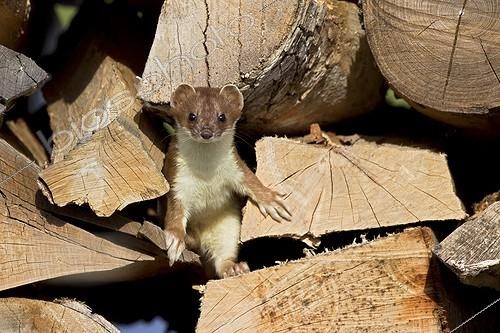 Biosphoto | 1212082 | Young Hermine in a woodpile Swiss Alps | &copy; Olivier Born / Biosphoto