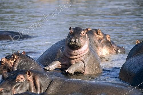 Biosphoto | 151761 | Young Hippopotamus on adult back in water Tanzania | &copy; Yves Lefèvre / Biosphoto