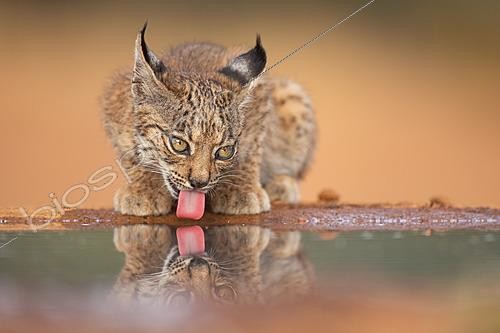 Biosphoto | 2627948 | Young Iberian Lynx (Lynx pardinus) drinking at a waterhole, with its reflection mirrored on the still surface, Almuradiel, Ciudad Real, Spain | &copy; Pablo Barrena / Biosphoto