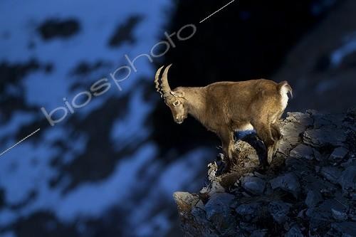 Biosphoto | 1211993 | Young Ibex male on rocks Valais Alps Switzerland  | &copy; Olivier Born / Biosphoto