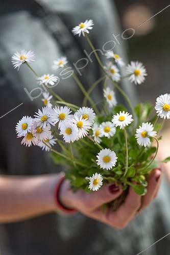 Biosphoto | 2064937 | Young lady holding a daisy plant, Provence, France | &copy; Philippe Giraud / Biosphoto