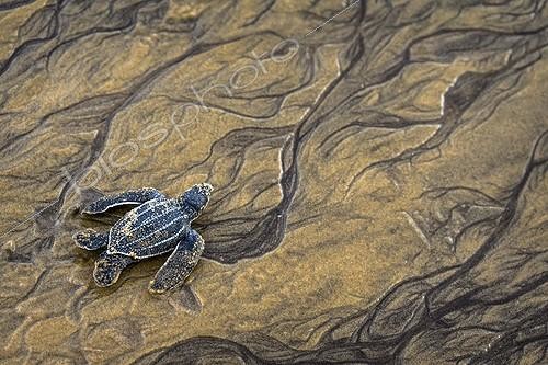 Biosphoto | 2023963 | Young Leatherback Turtle on wet sand - French Guiana | &copy; Manon Moulis / Biosphoto