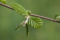 Biosphoto | 1470748 | Young leaves of an european hornbeam in springtime | &copy; NouN / Biosphoto