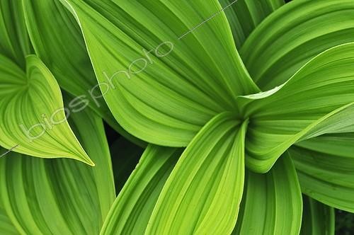 Biosphoto | 909179 | Young leaves of False Helleborine Auvergne France | &copy; Philippe Bousseaud / Biosphoto
