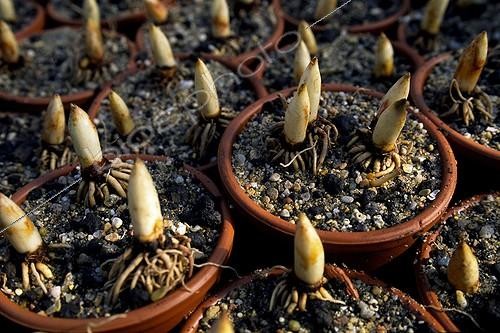 Biosphoto | 88885 | Young lilies of the valley tightens some for May 1  [AT] | &copy; Antoine Lorgnier / Biosphoto