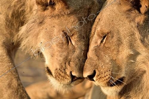 Biosphoto | 2043914 | Young Lions cuddling - Savuti Botswana ; Sibling 5 brothers  | &copy; Pierre Vernay / Biosphoto