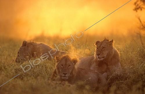 Biosphoto | 761446 | Young Lions lying in twilight Masai Mara Kenya | &copy; Franck Fouquet / Biosphoto