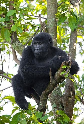 Biosphoto | 2518063 | Young male mountain gorilla (Gorilla beringei beringei) Bwindii Impenetrable Forest National Park.n a tree. Uganda. | &copy; Andrey Gudkov / Biosphoto