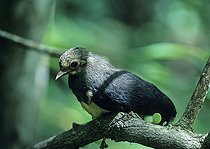Biosphoto | 1250733 | Young Maleo on a branch in Sulawesi Island | &copy; Alain Compost  / Biosphoto