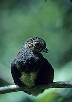 Biosphoto | 1250734 | Young Maleo on a branch in Sulawesi Island | &copy; Alain Compost  / Biosphoto