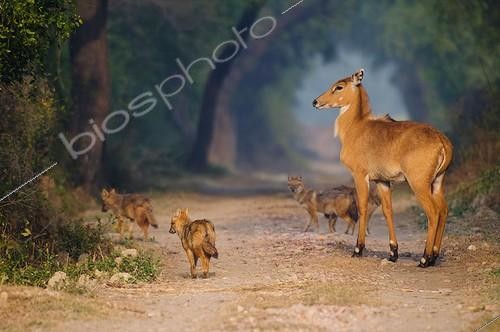 Biosphoto | 1289942 | Young Nilgai with Jackals on track Keoladeo NP India | &copy; Berndt Fischer / Biosphoto