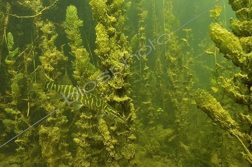 Biosphoto | 1362679 | Young Northern Pike River Cher Prairies of Fouzon France  | &copy; Bruno Guénard / Biosphoto