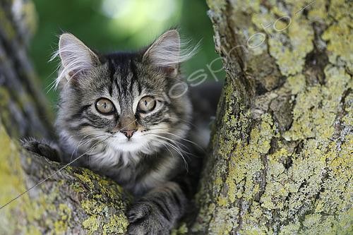 Biosphoto | 2618270 | Young Norwegian Forest cat, 4 months old, in a tree. Manche, Normandy, France. | &copy; Christophe  Lehénaff / Biosphoto