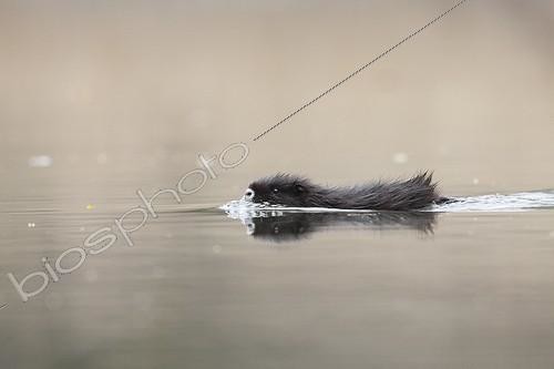 Biosphoto | 1997741 | Young Nutria crossing a river - Offendorf Alsace France  | &copy; Christophe Ravier / Biosphoto