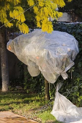 Biosphoto | 993274 | Young orange tree protected from winter weather | &copy; Lamontagne / Biosphoto
