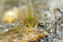 Biosphoto | 2621598 | Young Palmate newt (Lissotriton helveticus) on a pond, city of Couffy, Loir et Cher, France | &copy; Bruno Guénard / Biosphoto