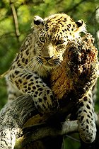 Biosphoto | 1233484 | Young Panther Love lying on a branch  | &copy; Claude Thouvenin / Biosphoto