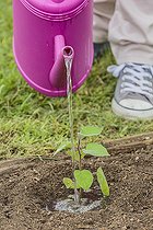 Biosphoto | 2459635 | Young plant of Peruvian groundcherry (Physalis peruviana) waterred after plantation in the vegetable garden in spring. | &copy; Jean-Michel Groult / Biosphoto
