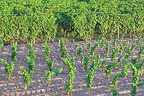Biosphoto | 2088440 | Young plants of Vines and vineyards of the AOC Sauternes. Commune of Fargues, Gironde (33), France | &copy; Laurent Lhoté / Biosphoto