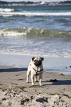 Biosphoto | 1484647 | Young pug on a beach | &copy; Ariane Lohmar / imageBROKER / Biosphoto