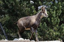 Biosphoto | 1249110 | Young Pyrenean chamois walking on a rock | &copy; Daniel Heuclin / Biosphoto