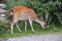 Biosphoto | 2583149 | Young Red Deer (Cervus elaphus) grazing by the roadside | &copy; Robin Fourré / Biosphoto