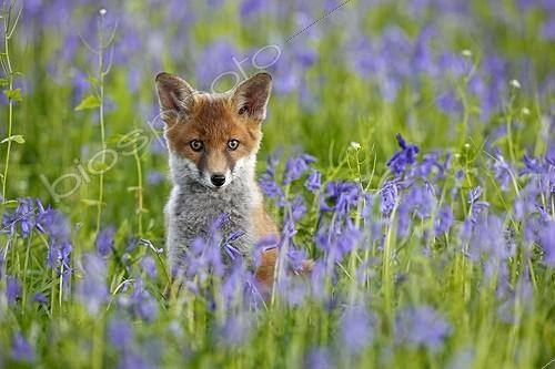 Biosphoto | 846441 | Young Red fox amongst bluebells spring Great Britain | &copy; Frédéric Desmette / Biosphoto