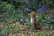 Biosphoto | 497999 | Young Red fox smelling air near the burrow | &copy; Cyril Ruoso / Biosphoto