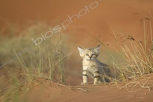 Biosphoto | 84170 | Young Sand cat - United Arab Emirates | &copy; Xavier Eichaker / Biosphoto