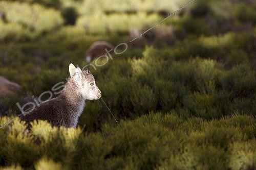 Biosphoto | 2035466 | Young Spanish ibex on bush - Guadarrama Spain | &copy; Óscar Díez Martínez / Biosphoto