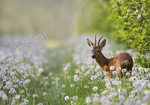 Biosphoto | 1266562 | Young stag in a field of Dandelions France | &copy; Dominique Gest / Biosphoto