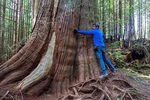 Biosphoto | 2613741 | Young tourist facing the impressive trunk of a western red cedar or giant thuja (Thuja plicata), Schooner Trail, Vancouver Island, British Columbia, Canada. This tree can reach heights of 50 to 60 meters with a trunk diameter of up to 3 meters. It is found from southern Alaska and British Columbia down to northern California. It grows in rainforests, both along riverbanks and in swampy forests. The cedar can live for 300 to 700 years. | &copy; Evelyne Boyard / Biosphoto