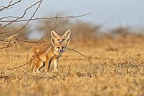Biosphoto | 2048191 | Young White-footed Foxes - Little Rann of Kutch India | &copy; Sylvain Cordier / Biosphoto