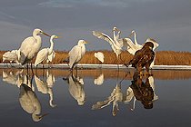 Biosphoto | 2074189 | Young White-tailed Eagle (Haliaeetus albicilla) and Great Egrets on a pond in winter , Hungary | &copy; Marc Costermans / Biosphoto