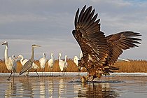 Biosphoto | 2074191 | Young White-tailed Eagle (Haliaeetus albicilla) catching a fish in front of Great Egrets and Grey Herons , Hungary | &copy; Marc Costermans / Biosphoto