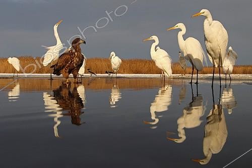 Biosphoto | 2057670 | Young White-tailed Eagle in the middle of Great Egrets | &copy; Marc Costermans / Biosphoto