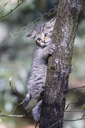 Biosphoto | 2100741 | Young Wild Cat (Felis sylvestris) playing on a tree, Bavaria, Germnay | &copy; Olivier Gutfreund / Biosphoto
