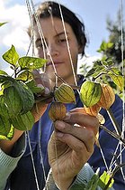 Biosphoto | 1610327 | Young woman harvesting Cape gooseberries (Physalis peruviana), Mochuelo Alto, Bogota, Colombia, South America | &copy; Florian Kopp / imageBROKER / Biosphoto