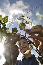 Biosphoto | 1610328 | Young woman harvesting Cape gooseberries (Physalis peruviana), Mochuelo Alto, Bogota, Colombia, South America | &copy; Florian Kopp / imageBROKER / Biosphoto