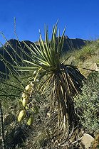 Biosphoto | 1250049 | Yucca banane Dog canyon Nouveau Mexique USA | &copy; Daniel Heuclin / Biosphoto