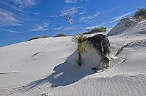Biosphoto | 1249386 | Yucca et buisson sec sur piedestal de sable White Sands NM | &copy; Daniel Heuclin / Biosphoto
