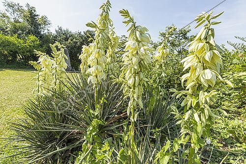 Biosphoto | 2572197 | Yucca filamenteux, Yucca filamentosa, fleurs | &copy; Alain Kubacsi / Biosphoto