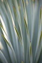 Biosphoto | 2546457 | Yucca (Yucca rostrata), graphisme du feuillage | &copy; Marie Aymerez / Biosphoto