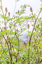 Biosphoto | 2546738 | Yunnan licorice (Glycyrrhiza yunnanensis) in bloom, Tarn et Garonne, France | &copy; Jean-Michel Groult / Biosphoto