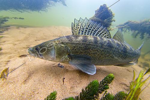 Biosphoto | 2610239 | Zander (Sander lucioperca) resting at the bottom of the Cher river, Municipality of Couffy, France | © Bruno Guénard / Biosphoto