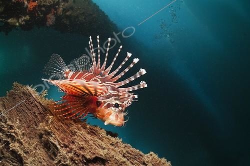 Biosphoto | 2032708 | Zebra Lionfish under a Jetty - Ambon Island Moluccas | &copy; Reinhard Dirscherl / Biosphoto