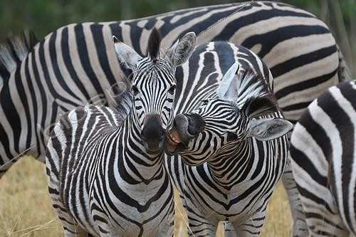 Biosphoto | 2154441 | Zèbre de Chapman (Equus quagga chapmani) et jeune, Botswana | &copy; Régis Cavignaux / Biosphoto