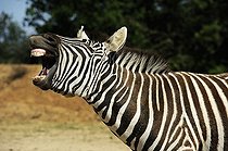 Biosphoto | 1250386 | Zèbre de Grant criant | &copy; Daniel Heuclin / Biosphoto