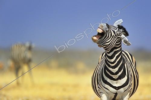 Biosphoto | 2064607 | Zèbre des plaines (Equus burchellii) grimaçant, Etosha, Namibie | &copy; Massimiliano Sticca / Biosphoto